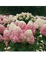Hydrangea, Hydrangea paniculata 'SMNHPPH' Limelight Prime® 5G