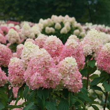 Hydrangea, Hydrangea paniculata 'SMNHPPH' Limelight Prime® 5G