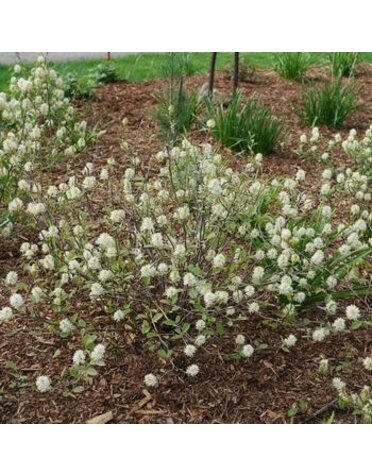 Bottlebrush,  Fothergilla gardenii 'Dwarf Fothergilla' 3G NATIVE