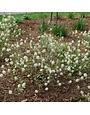 Bottlebrush,  Fothergilla gardenii 'Dwarf Fothergilla' 3G NATIVE