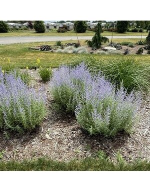 Russian Sage, Perovskia atriplicifolia 'Little Spire' 1G
