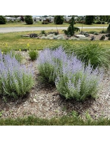 Russian Sage, Perovskia atriplicifolia 'Little Spire' 1G