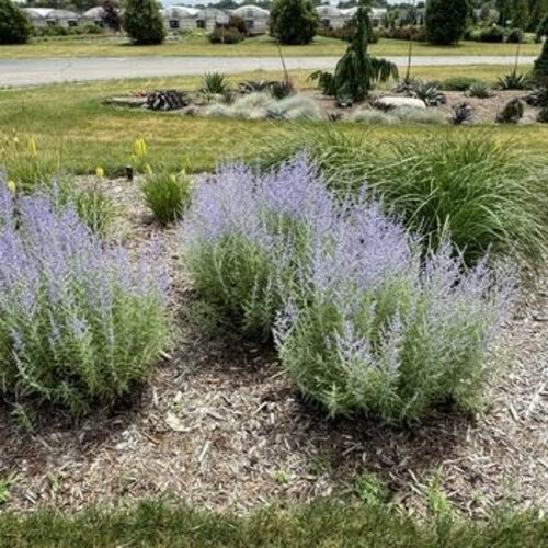 Russian Sage, Perovskia atriplicifolia 'Little Spire' 1G