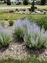 Russian Sage, Perovskia atriplicifolia 'Little Spire' 1G