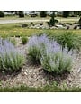Russian Sage, Perovskia atriplicifolia 'Little Spire' 1G