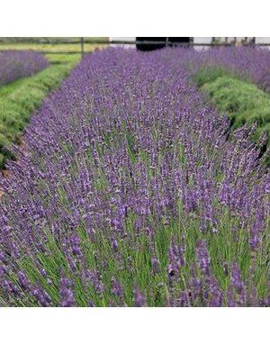 Lavender, Lavandula x intermedia 'Phenomenal' 4"