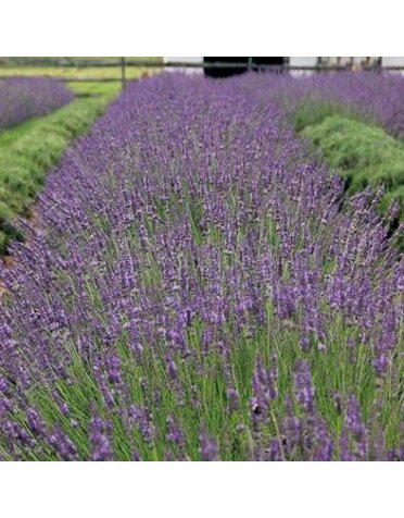 Lavender, Lavandula x intermedia 'Phenomenal' 4"