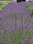 Lavender, Lavandula x intermedia 'Phenomenal' 4"