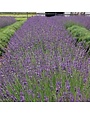 Lavender, Lavandula x intermedia 'Phenomenal' 4"