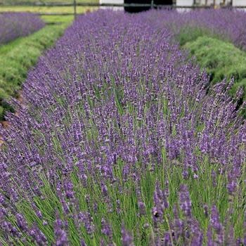 Lavender, Lavandula x intermedia 'Phenomenal' 4"