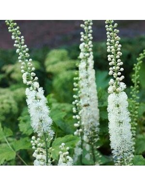 Black Cohosh, Actaea racemosa 'Black Cohosh' 1G