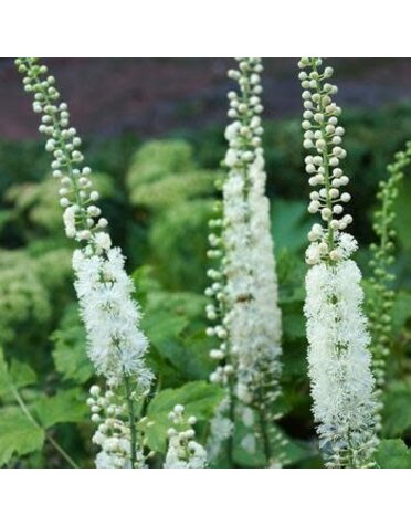 Black Cohosh, Actaea racemosa 'Black Cohosh' 1G