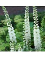 Black Cohosh, Actaea racemosa 'Black Cohosh' 1G