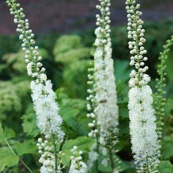 Black Cohosh, Actaea racemosa 'Black Cohosh' 1G