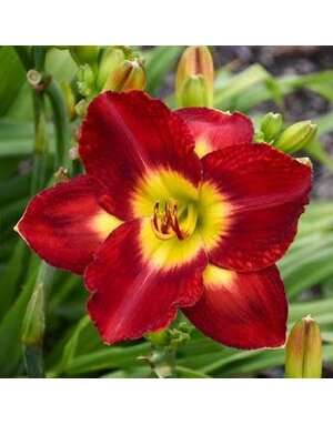 Daylily, Hemerocallis 'Prelude to Love' 1G