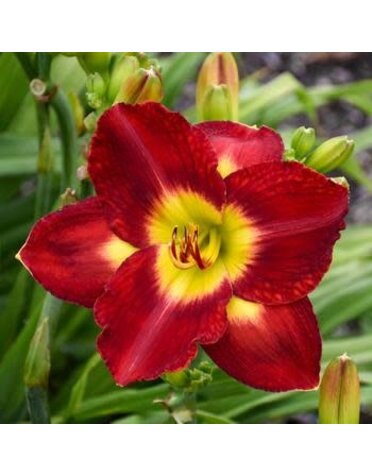 Daylily, Hemerocallis 'Prelude to Love' 1G