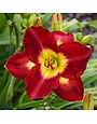 Daylily, Hemerocallis 'Prelude to Love' 1G
