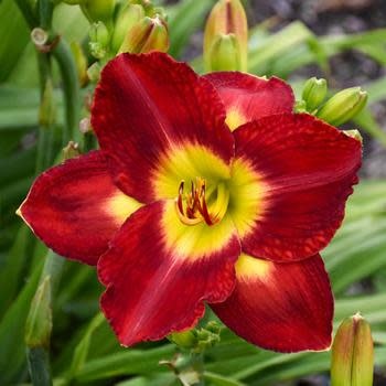 Daylily, Hemerocallis 'Prelude to Love' 1G