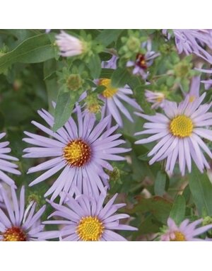 Aster, Symphyotrichum oblongifolium 'Raydon's Favorite' Aromatic Aster 1G NATIVE