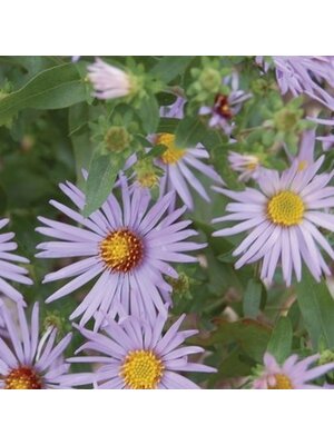 Aster, Symphyotrichum oblongifolium 'Raydon's Favorite' Aromatic Aster 1G NATIVE