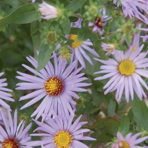 Aster, Symphyotrichum oblongifolium 'Raydon's Favorite' Aromatic Aster 1G NATIVE