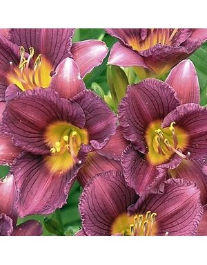 Daylily, Hemerocallis 'Purple D' Oro' 1G