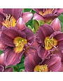 Daylily, Hemerocallis 'Purple D' Oro' 1G