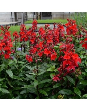 Cardinal Flower, Lobelia speciosa 'Starship Scarlet' 1Q