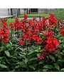 Cardinal Flower, Lobelia speciosa 'Starship Scarlet' 1Q