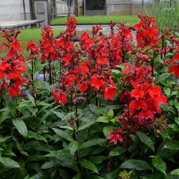 Cardinal Flower, Lobelia speciosa 'Starship Scarlet' 1Q