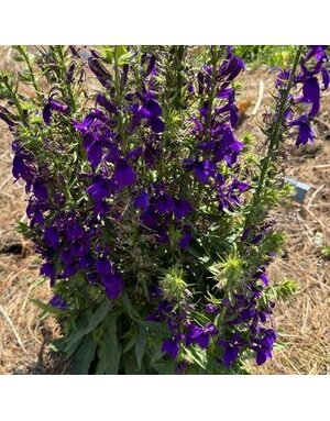 Cardinal Flower, Lobelia speciosa 'Starship™ Blue' 1G