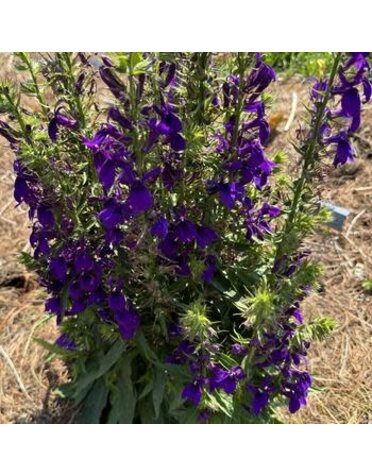 Cardinal Flower, Lobelia speciosa 'Starship™ Blue' 1G