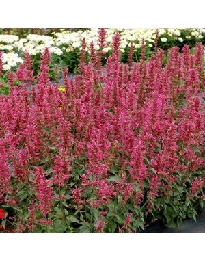Hyssop, Agastache x 'Morello' 1G