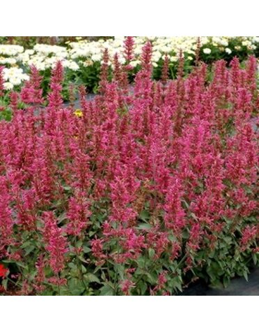 Hyssop, Agastache x 'Morello' 1G