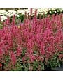 Hyssop, Agastache x 'Morello' 1G