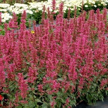 Hyssop, Agastache x 'Morello' 1G