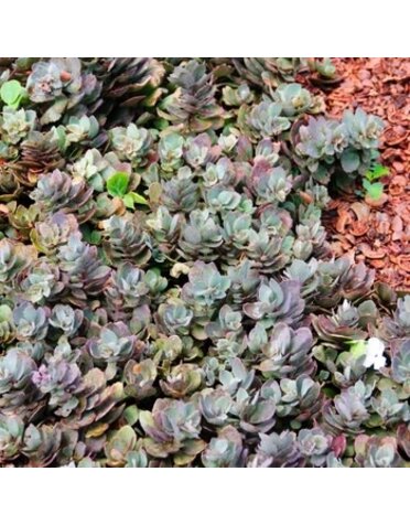 Stonecrop, Hylotelephium SunSparkler® 'Dazzleberry' Sedum (Groundcover) 1Q