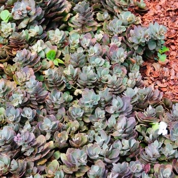 Stonecrop, Hylotelephium SunSparkler® 'Dazzleberry' Sedum (Groundcover) 1Q