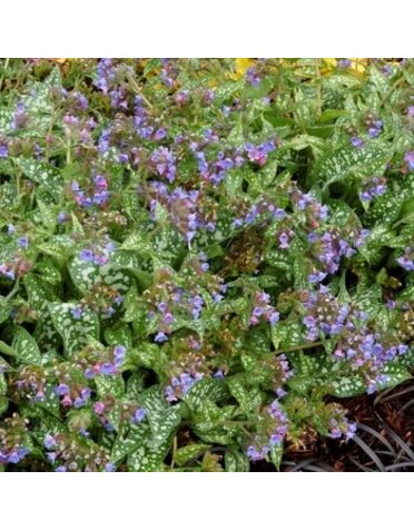 Lungwort, Pulmonaria 'Trevi Fountain' 1G