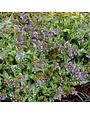 Lungwort, Pulmonaria 'Trevi Fountain' 1G