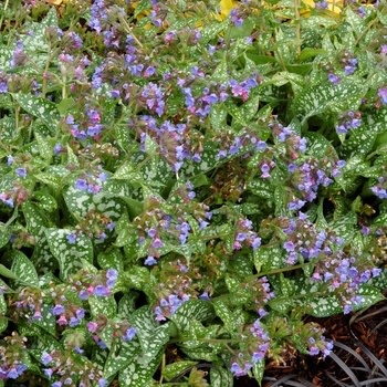 Lungwort, Pulmonaria 'Trevi Fountain' 1G