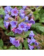 Lungwort, Pulmonaria 'Trevi Fountain' 1G