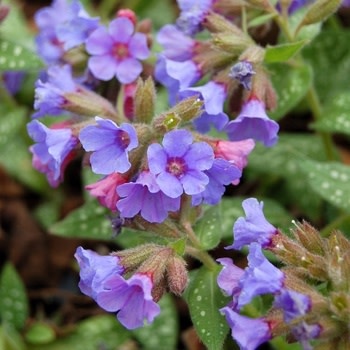 Lungwort, Pulmonaria 'Trevi Fountain' 1G