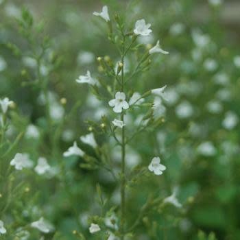 Catmint, Calamintha nepeta 'Lesser Catmint' 1Q