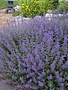Catmint, Nepeta 'Walker's Low' 1G NOT FOR SALE