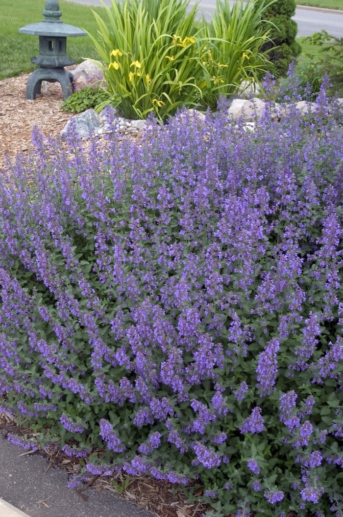 Catmint, Nepeta 'Walker's Low' 1G NOT FOR SALE