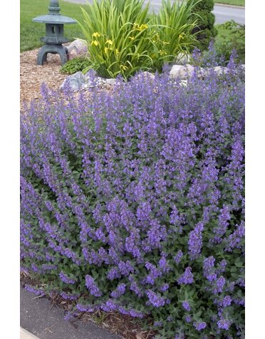Catmint, Nepeta 'Walker's Low' 1Q