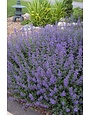 Catmint, Nepeta 'Walker's Low' 1Q
