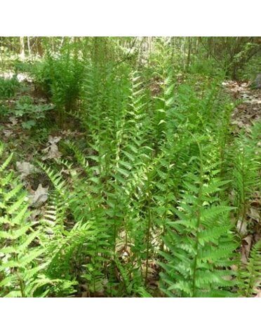 Fern, Dryopteris ludoviciana 'Southern Shield Fern' 1Q