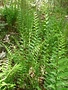 Fern, Dryopteris ludoviciana 'Southern Shield Fern' 1Q